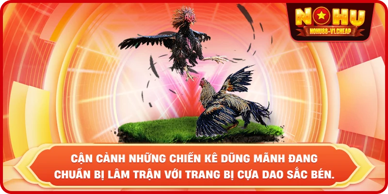 Cận cảnh những chiến kê dũng mãnh đang chuẩn bị lâm trận với trang bị cựa dao sắc bén.